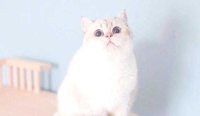 流浪归来的猫咪不吃猫粮怎么办？