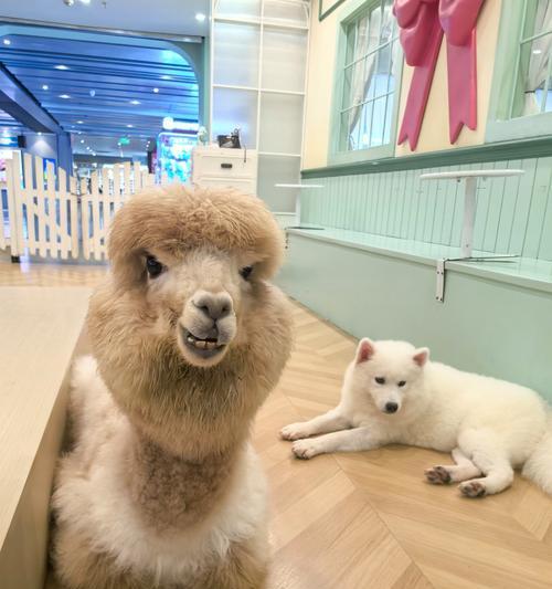 不是所有羊驼都可爱吗为什么？羊驼的可爱之处和特性是什么？