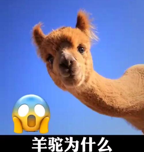 羊驼吐口水的羊是什么品种？羊驼为何会吐口水？