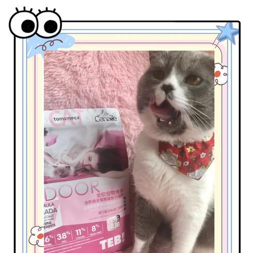 小莓猫最适合吃哪种猫粮？
