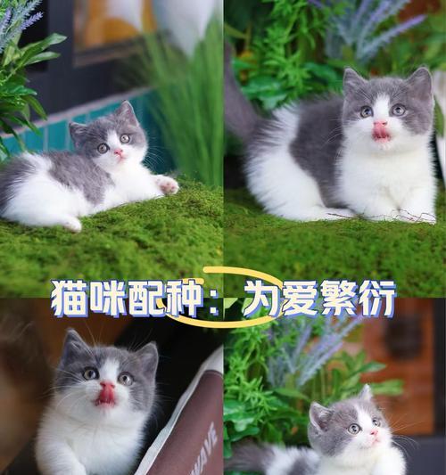 同色德牧猫咪配种的费用是多少？配种时应注意什么？