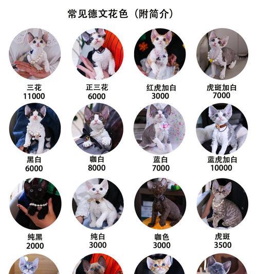 同色德牧猫咪配种的费用是多少？配种时应注意什么？