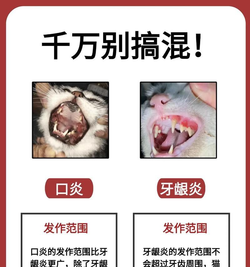 患有口腔炎的猫应如何喂食猫粮？