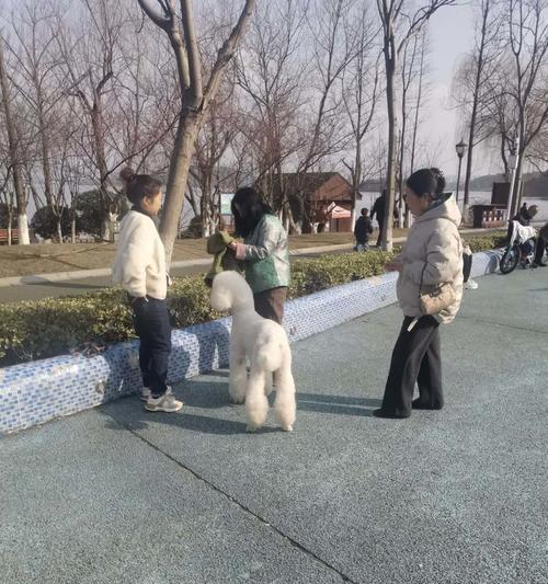 岳阳女孩子被羊驼撞了叫什么？事件详情是什么？