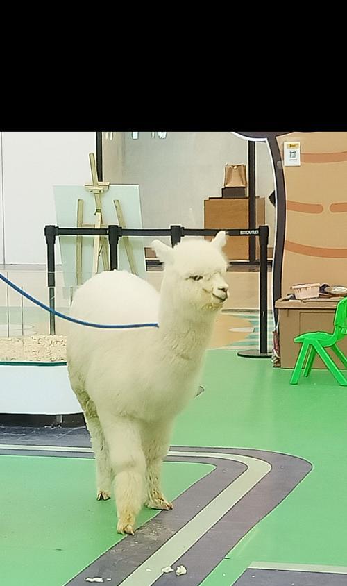 岳阳女孩子被羊驼撞了叫什么？事件详情是什么？
