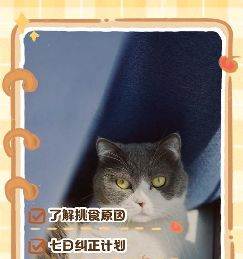 别家的猫偷吃猫粮怎么办？如何防止这种情况发生？