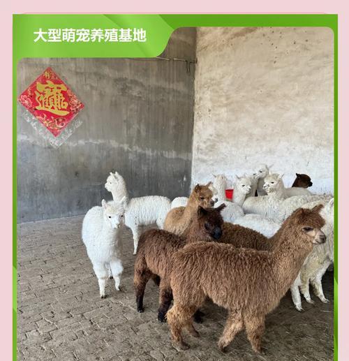 小孩如何正确饲养羊驼？
