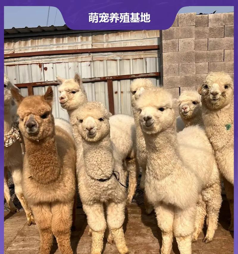 君主羊驼加羊合成什么属性？合成后的属性有何变化？