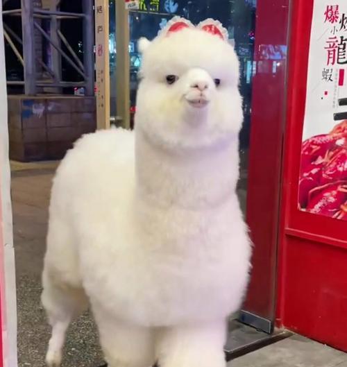 羊驼为何会有排气扇声音？是正常现象吗？