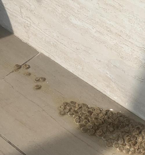 长时间未进食后猫粮呕吐是正常现象吗？