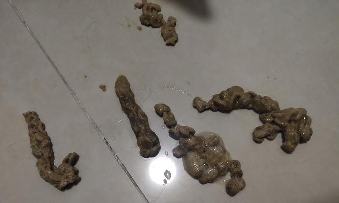 长时间未进食后猫粮呕吐是正常现象吗？