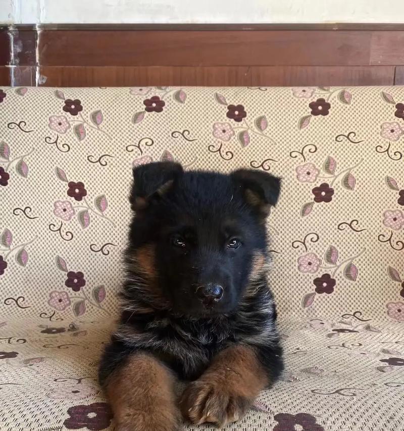 德牧黑背成年犬的标准身高是多少？
