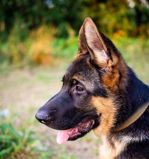 德牧黑背成年犬的标准身高是多少？