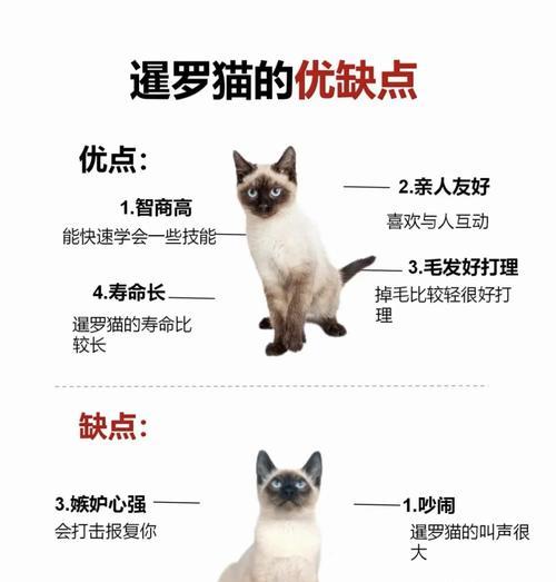 暹罗猫必须吃猫粮吗？不喂猫粮会有什么后果？