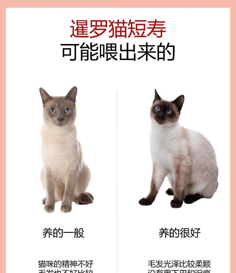 暹罗猫必须吃猫粮吗？不喂猫粮会有什么后果？