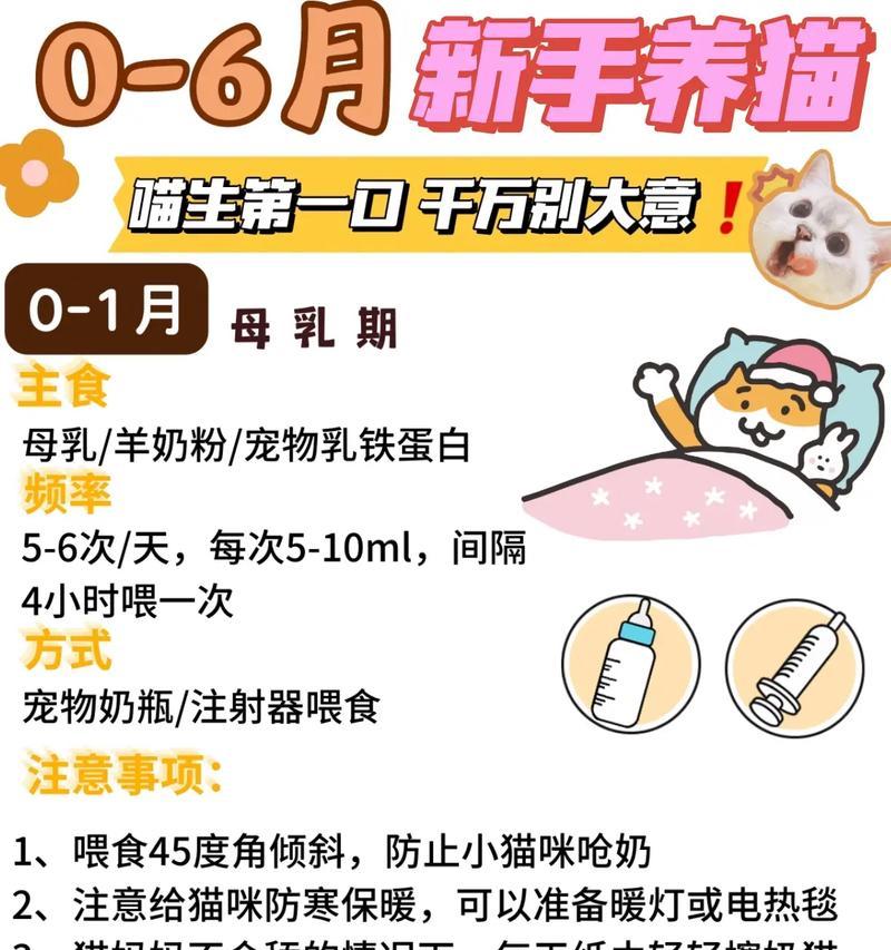 小猫没有猫粮时应该喂什么？如何喂养没有猫粮的小猫？