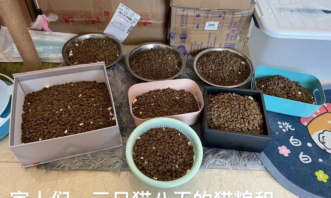 放假回家如何正确放置小猫的猫粮？