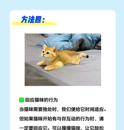 放假回家如何正确放置小猫的猫粮？