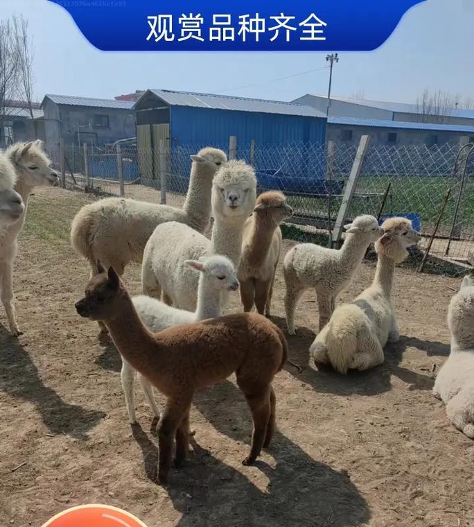 羊驼适合哪些养殖项目？