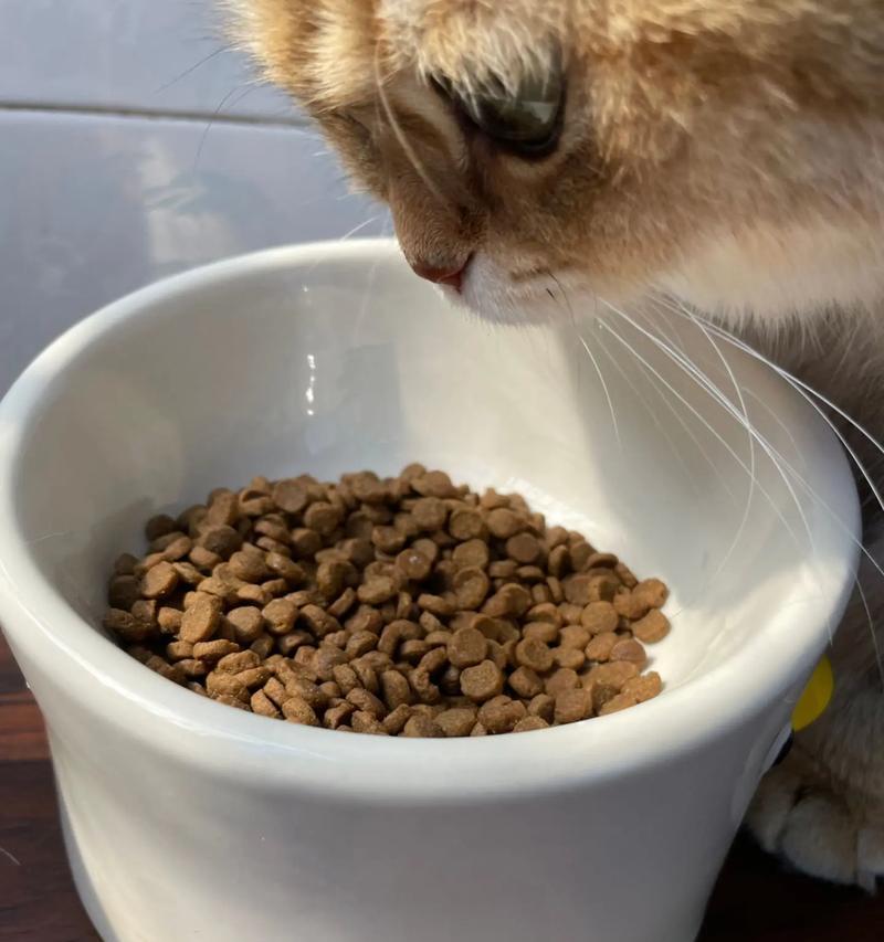 什么机器能做猫粮？自制猫粮的正确方法是什么？