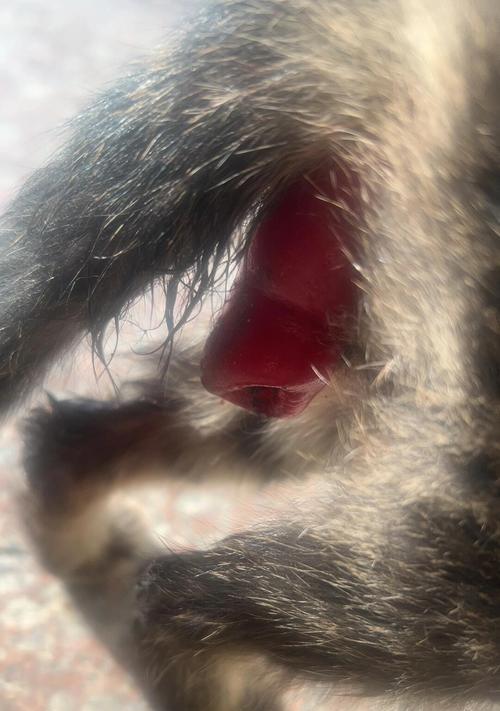 猫咪脱肛时应如何调整猫粮摄入？