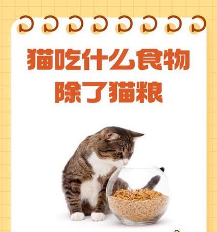 小猫吃猫粮时闭眼是正常现象吗？背后的原因是什么？