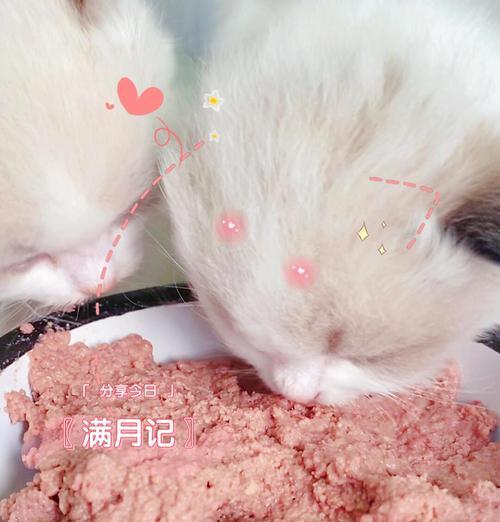 奶糕猫粮粉末如何烹饪？有哪些美味食谱？