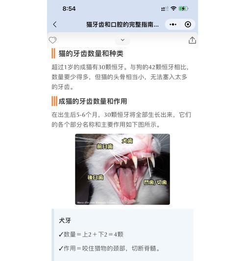 猫咪牙齿脱落如何喂食？选择哪种猫粮？