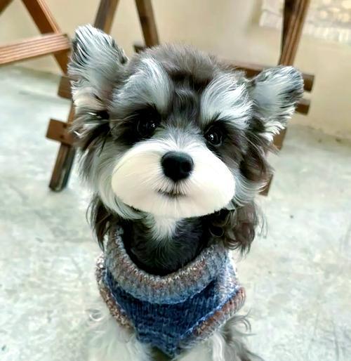 雪纳瑞的理想体重是多少？