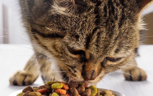 换什么食物给猫既经济又健康？
