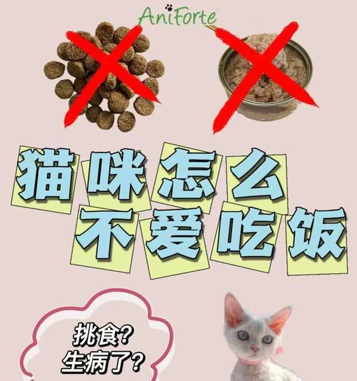 为何猫咪精神好却拒绝进食？