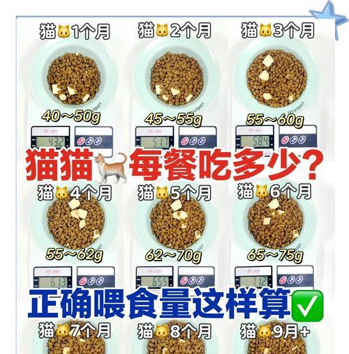 猫咪喂食干粮与湿粮有何不同？如何正确喂食？