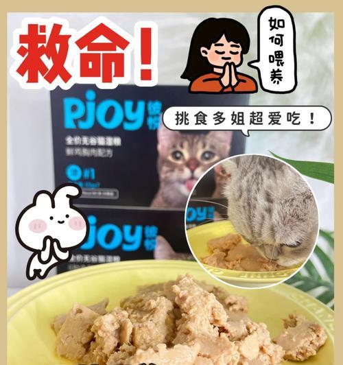 猫咪喂食干粮与湿粮有何不同？如何正确喂食？