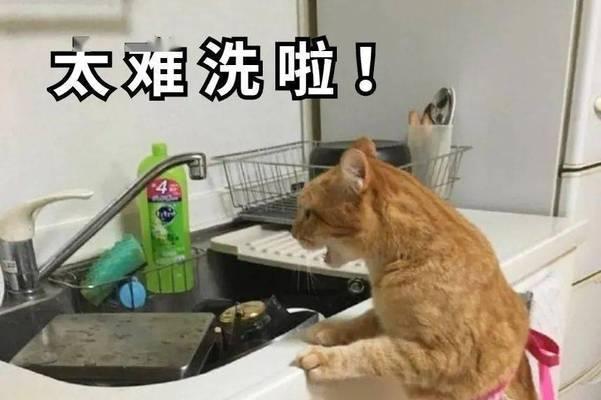 猫粮中出现类似鸡的虫子是什么？