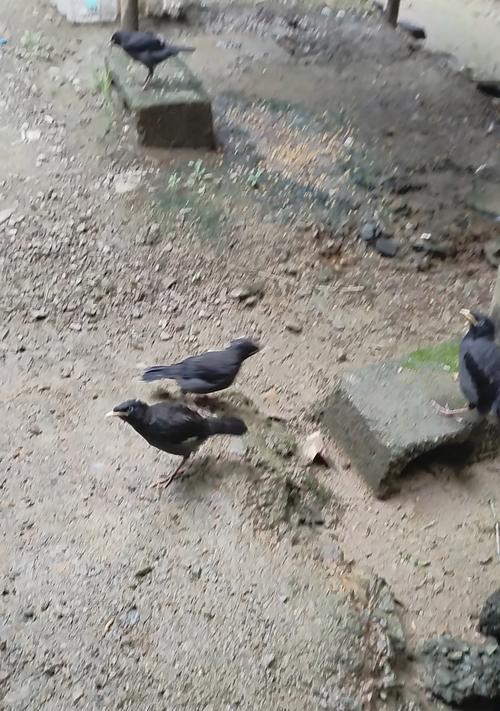 喂鸟吃猫粮会有福报吗？这样做对鸟有什么影响？