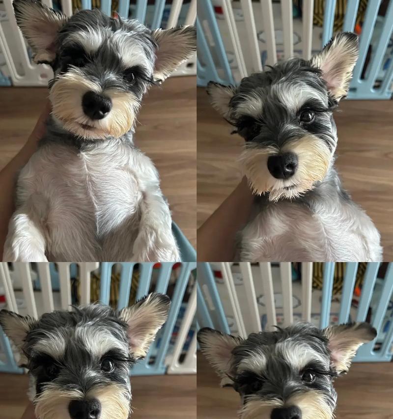 小型雪纳瑞犬的体味程度如何？