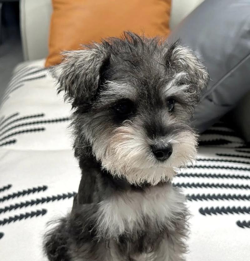 小型雪纳瑞犬的体味程度如何？