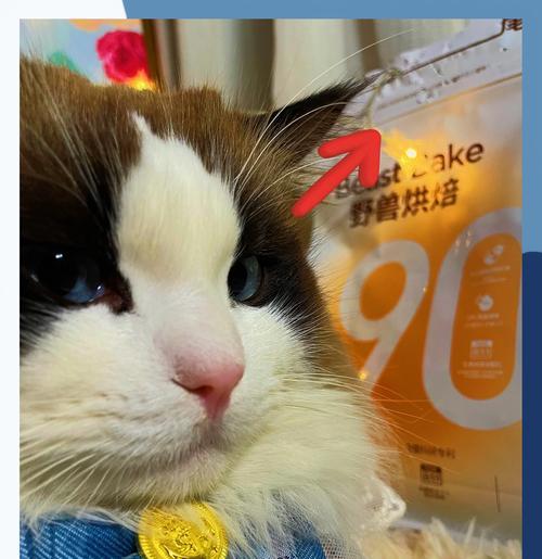 猫咪挑剔猫粮时应如何应对？