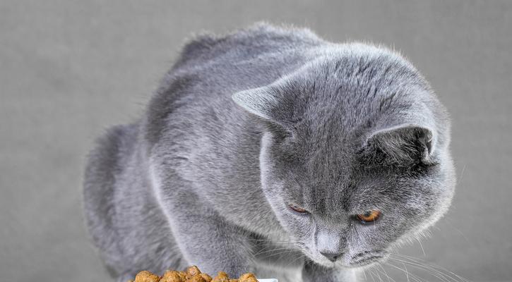 自制香蕉猫粮有哪些美味窍门？