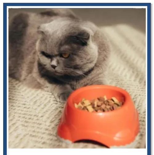 洁癖猫咪只吃干净猫粮的解决方法是什么？