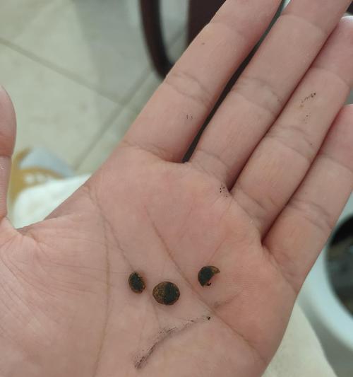 如何判断猫粮是否变质？猫粮变质的迹象有哪些？