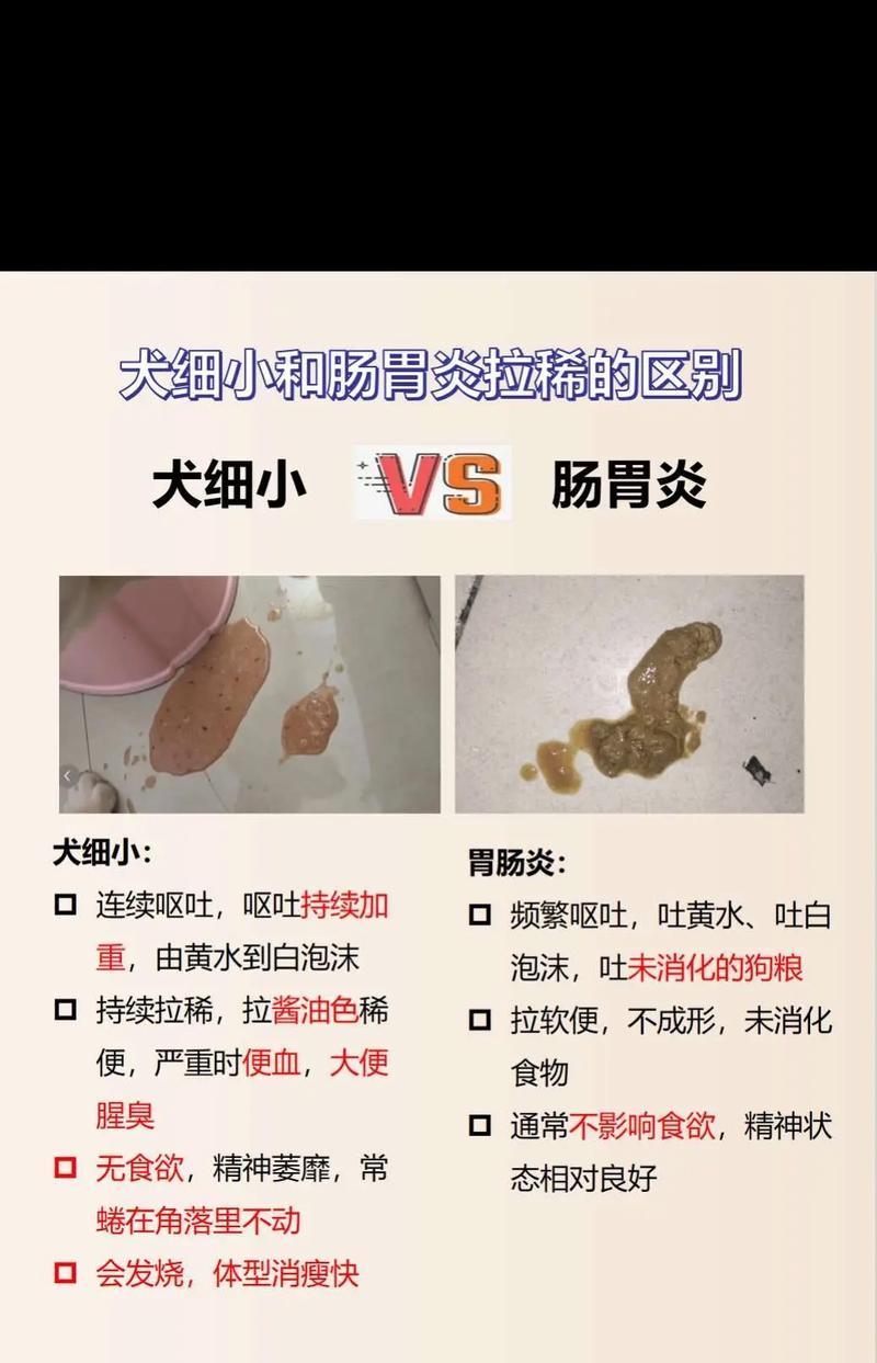 金毛吃了猫粮拉稀怎么办？可能的原因和解决措施有哪些？