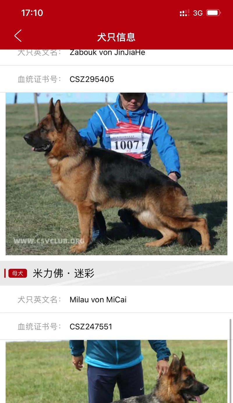 德牧母犬价格区间是多少？