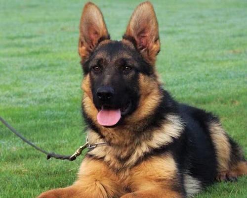 德牧母犬价格区间是多少？