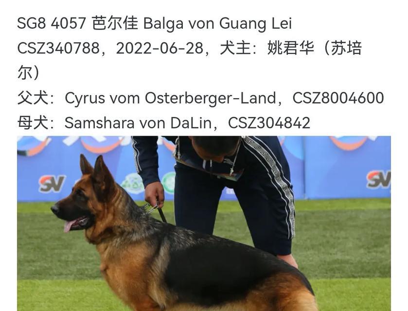 德牧母犬价格区间是多少？