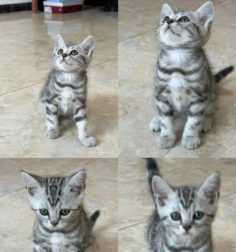 虎斑猫五个月大适合哪种猫粮？