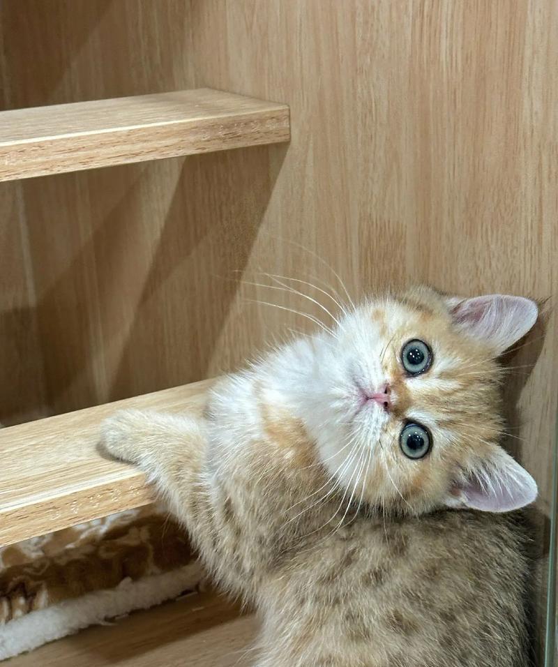 虎斑猫五个月大适合哪种猫粮？