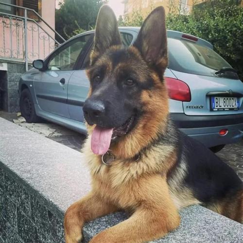 三个月大的德牧犬体重应该是多少？