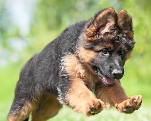 三个月大的德牧犬体重应该是多少？
