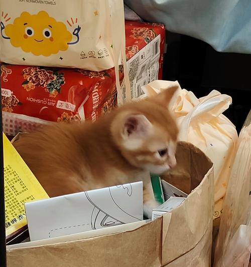 从航空箱中取猫粮的正确方法是什么？